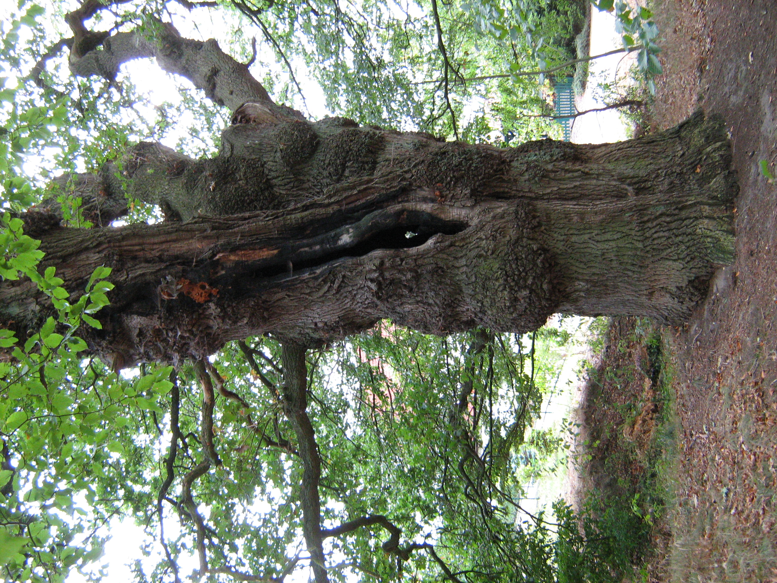 Der alte Baum